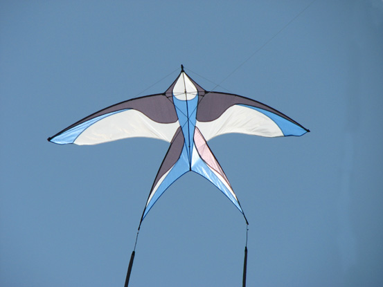 31- Oiseau - Jean-Christophe Labrouche w
